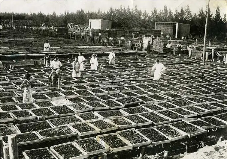 Italian laborers in Argentina