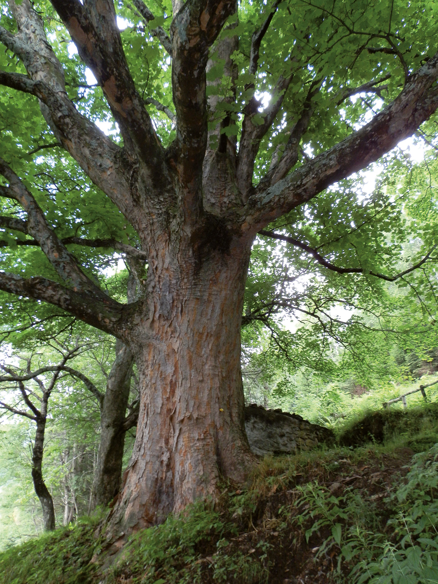 Acero di Monte Acer pseudoplatanus
