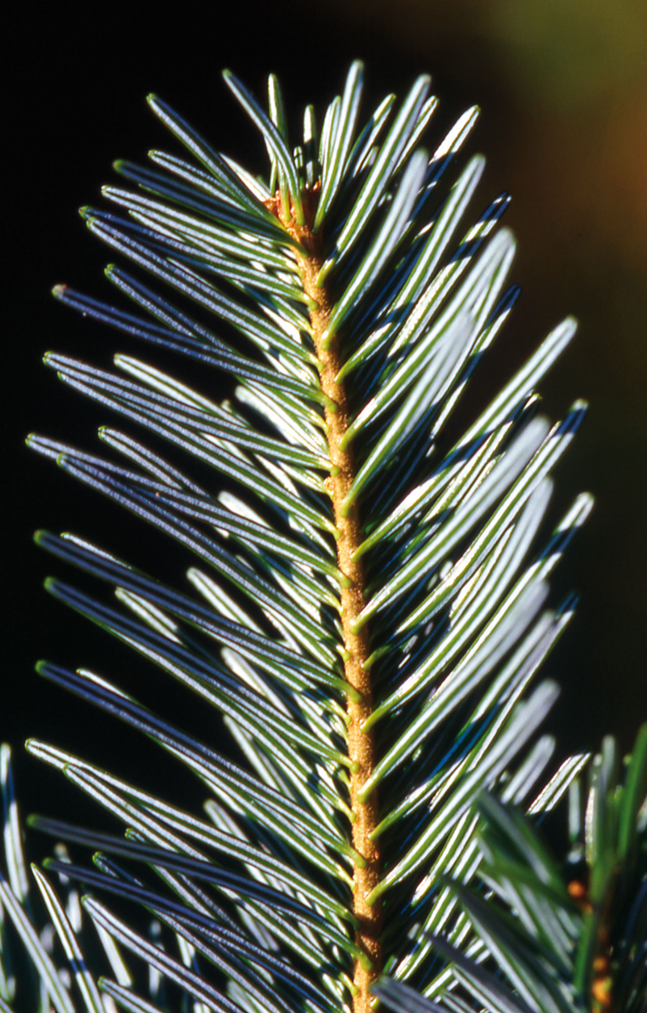 Abete bianco Abies alba MILLER