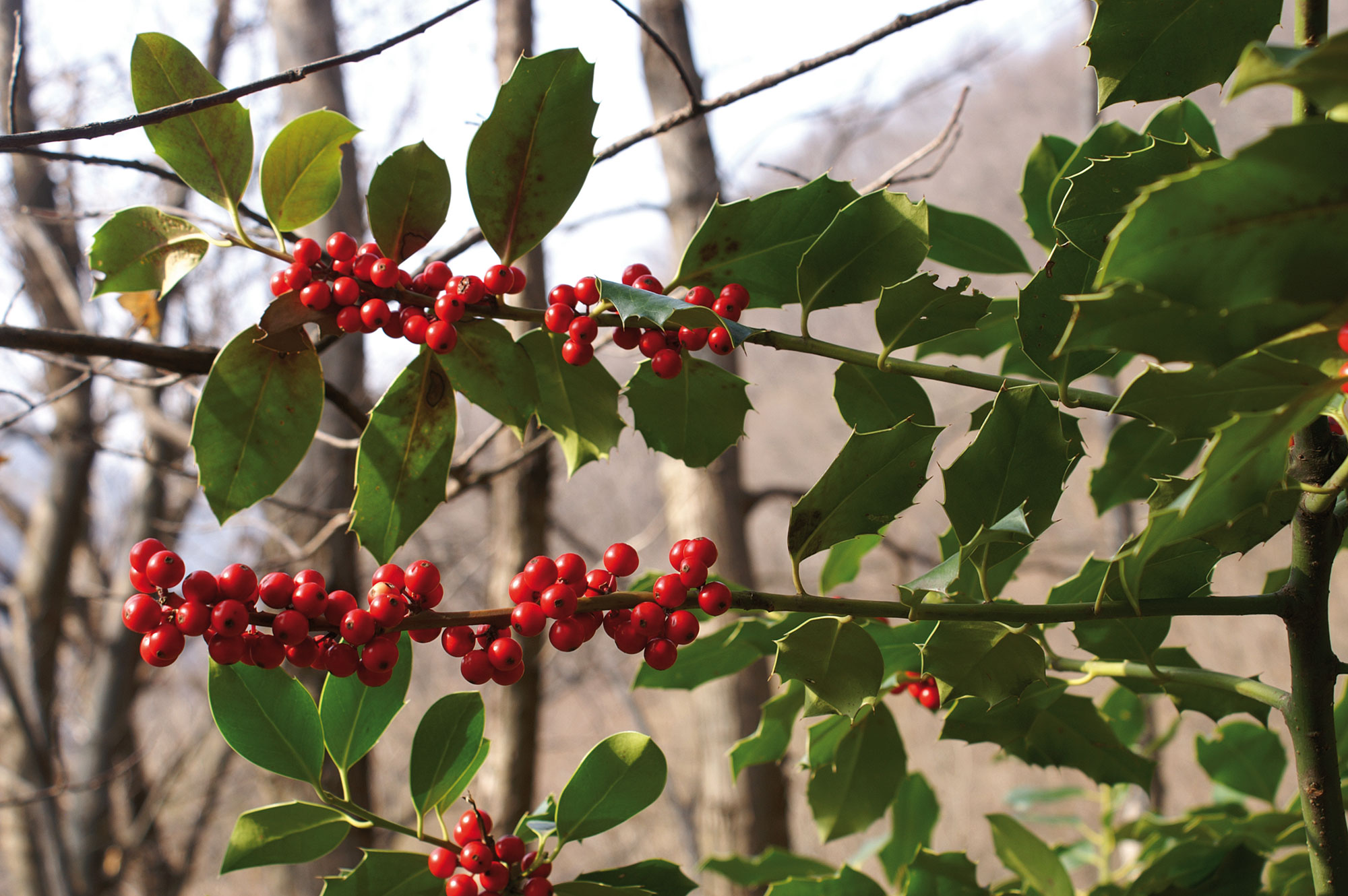 Agrifoglio Ilex aquifolium L.