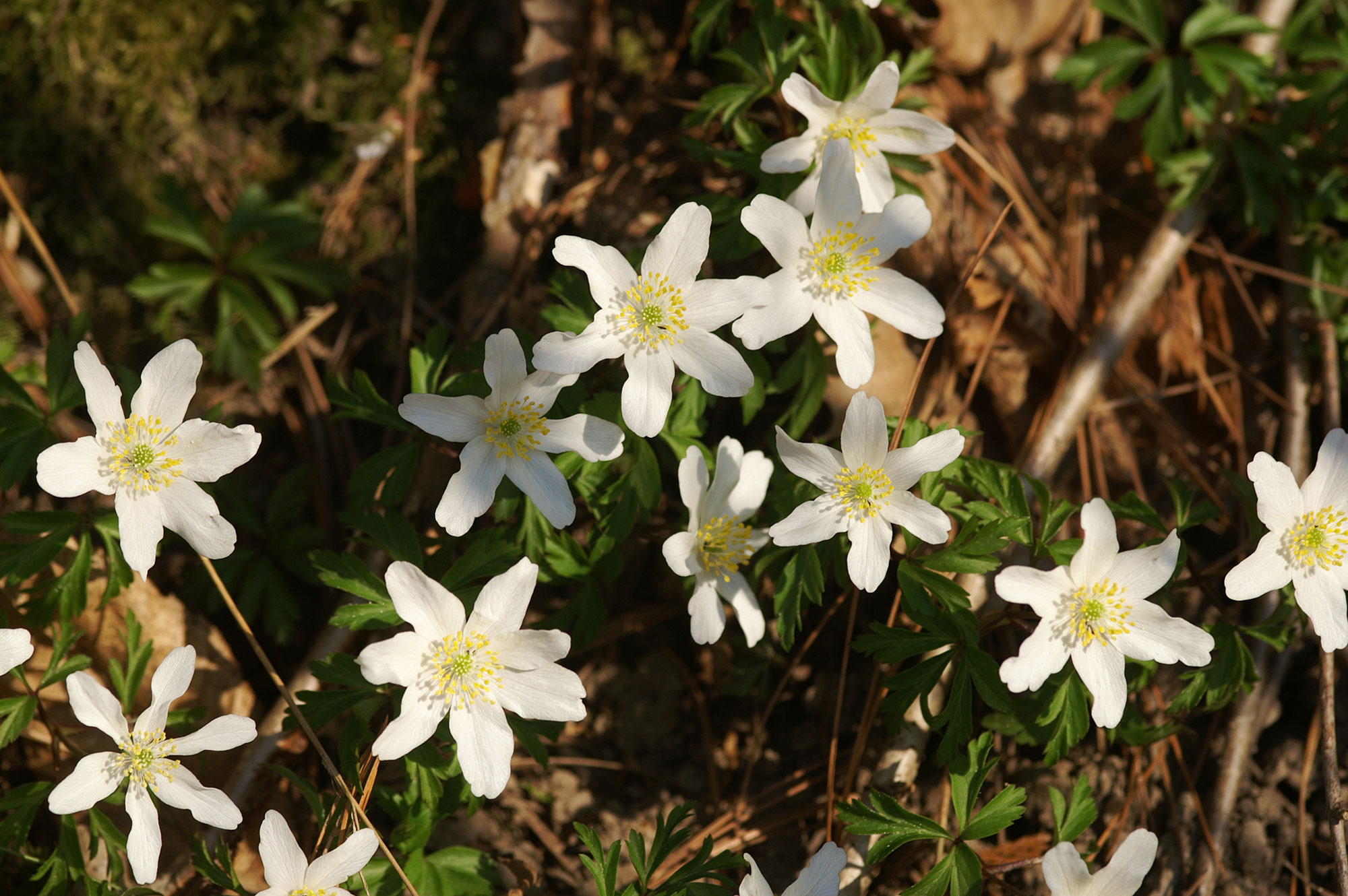 Anemone dei boschi Anemone nemorosa L. anemone silvestre
