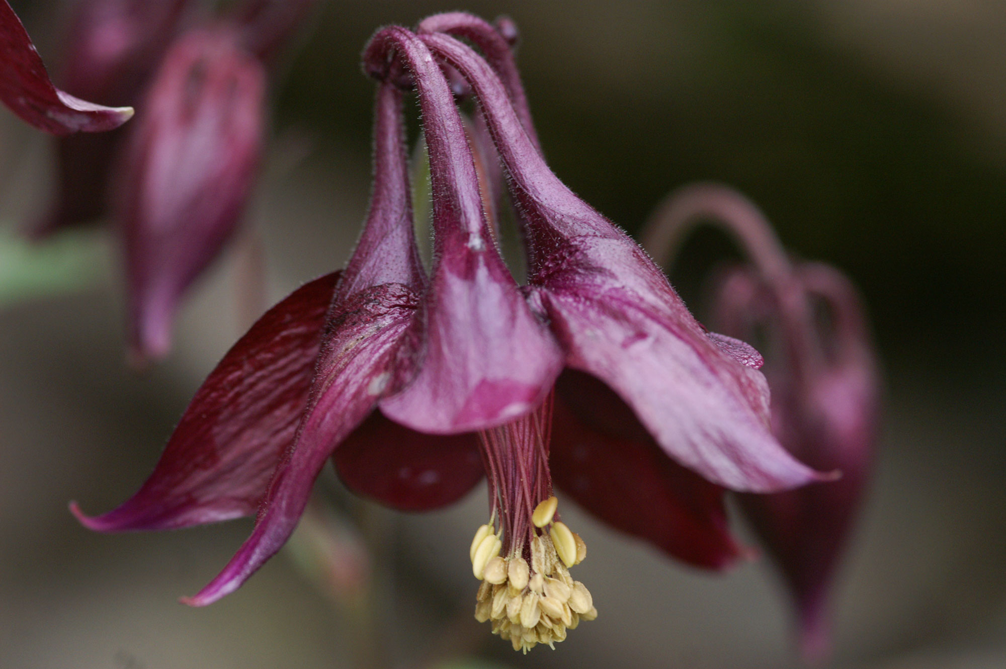 Aquilegia scura Aquilegia atrata KOCH