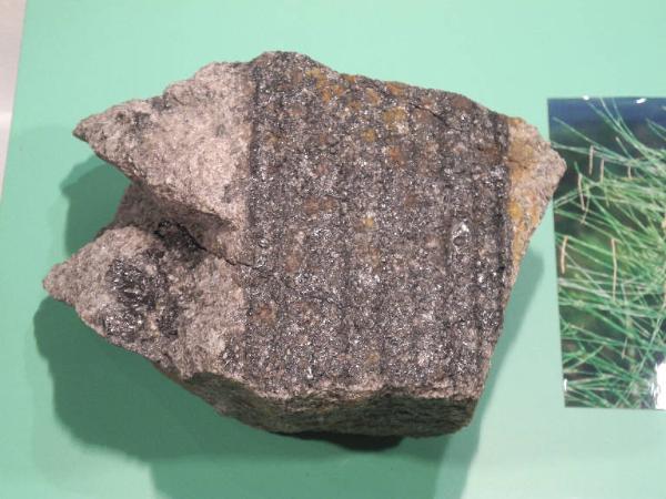 Esemplare fossile di Corteccia di Sigillaria rugosa - Sigillaria rugosa
