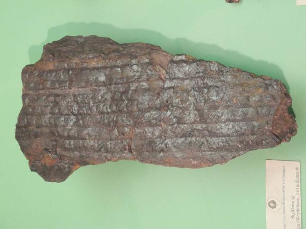 Esemplare fossile di Sigillaria rugosa - Sigillaria rugosa