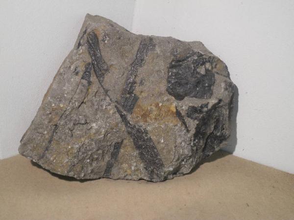 Esemplare fossile di Sigillaria rugosa - Sigillaria rugosa