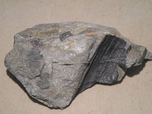 Esemplare fossile di Sigillaria rugosa - Sigillaria rugosa