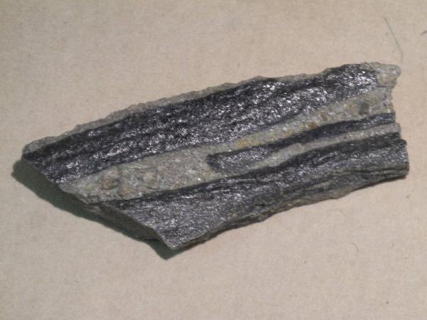 Esemplare fossile di Corteccia di Sigillaria rugosa - Sigillaria rugosa