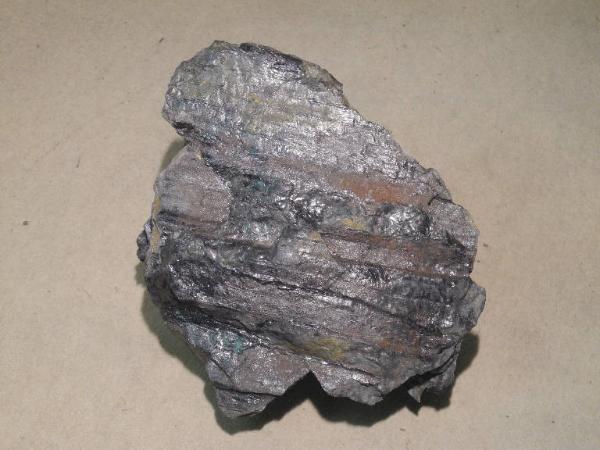 Esemplare fossile di Equiseto fossile - Calamites non identificata