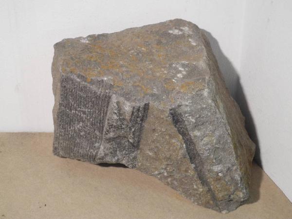 Esemplare fossile di Equiseto fossile (Calamites) - Calamites non identificata
