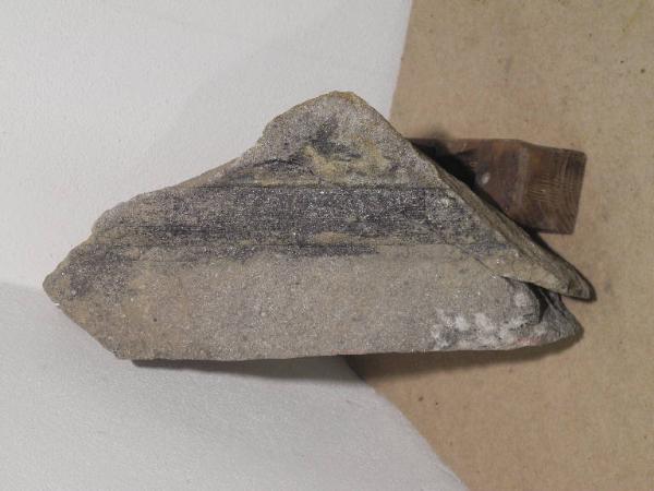 Esemplare fossile di Equiseto fossile (Calamites) - Calamites non identificata
