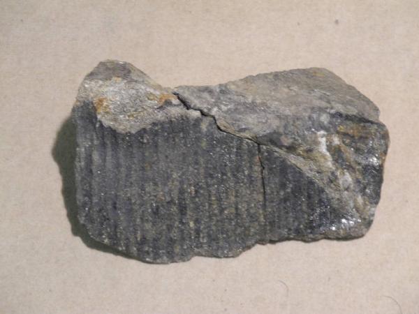 Esemplare fossile di Fossile di Corteccia di Sigillaria rugosa - Calamites non identificata