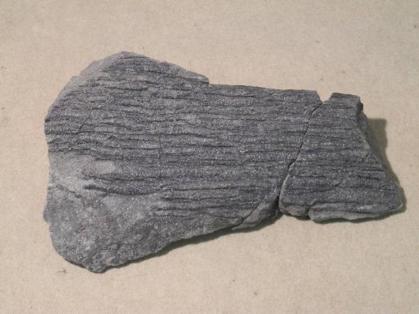 Esemplare fossile di Equiseto fossile (Calamites) - Calamites non identificata