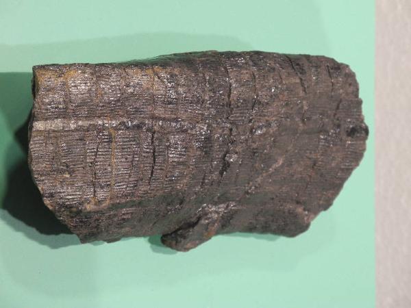 Esemplare fossile di Equiseto fossile (Calamites) - Calamites non identificata