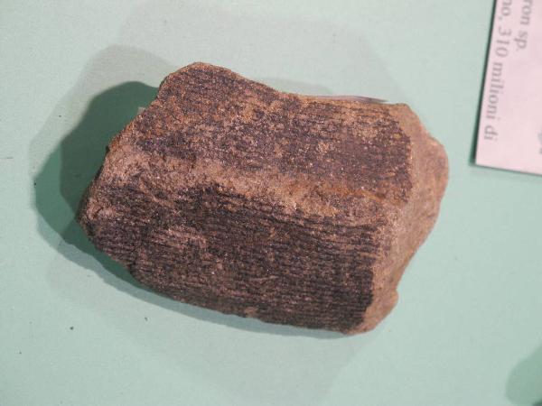 Esemplare fossile di Equiseto fossile (Calamites) - Calamites non identificata