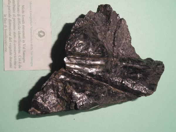 Esemplare fossile di Vegetale indeterminato - non identificato non identificato