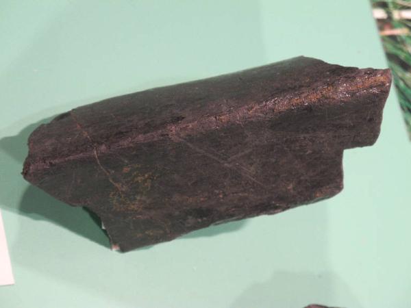 Esemplare fossile di Vegetale indeterminato - non identificato non identificato