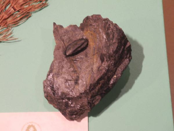 Esemplare fossile di Seme fossile (Trigonocarpus) - Trigonocarpus bernardi