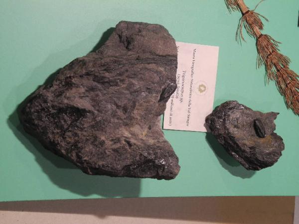 Esemplare fossile di Seme fossile (Trigonocarpus) - Trigonocarpus bernardi