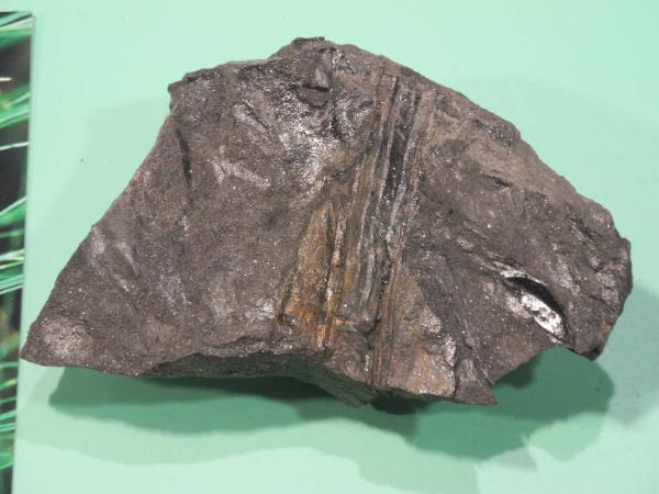 Esemplare fossile di Seme fossile (Trigonocarpus) - Trigonocarpus bernardi