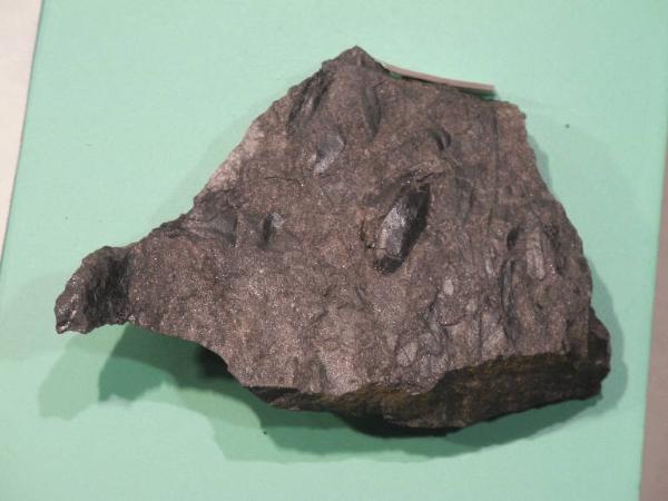 Esemplare fossile di Seme fossile (Pteridosperma) - Trigonocarpus bernardi