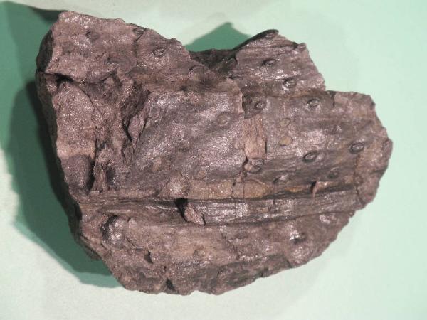 Esemplare fossile di Rizoma fossile (Stigmaria) - Stigmaria ficoides