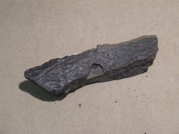 Esemplare fossile di Rizoma fossile (Stigmaria) - Stigmaria ficoides