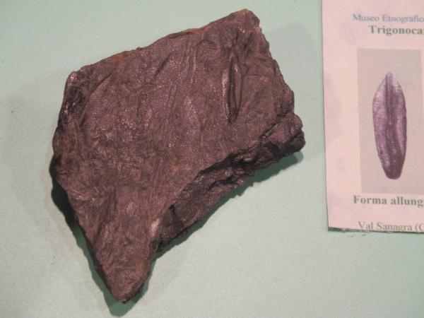 Esemplare fossile di Seme fossile (Trigonocarpus) - Trigonocarpus bernardi