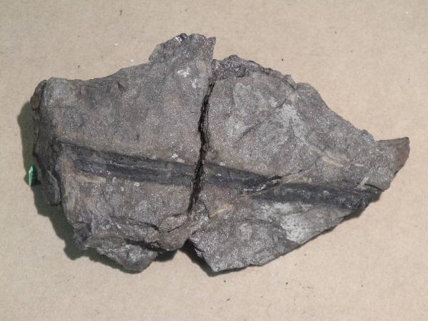Esemplare fossile di Vegetale indeterminato - non identificato non identificato