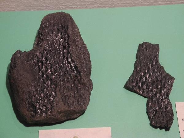 Fossil specimen of Lepidodendron - Lepidodendron unidentified
