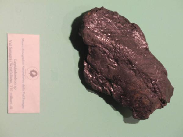 Fossil specimen of Lepidodendron - Lepidodendron unidentified