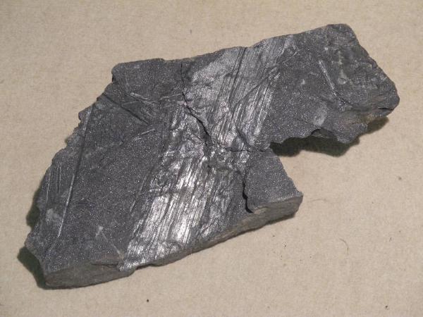 Esemplare fossile di Equiseto fossile - Calamites non identificata