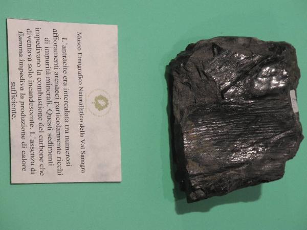 Esemplare fossile di Equiseto fossile - Calamites non identificata