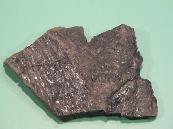 Fossil specimen of Lepidodendron - Lepidodendron unidentified