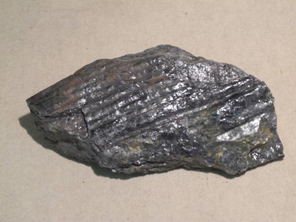 Esemplare fossile di Tronco di Sigillaria rugosa - Sigillaria rugosa