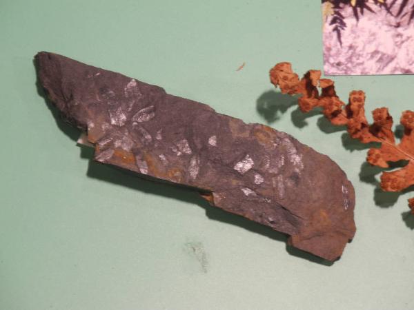 Esemplare fossile di Neuropteris - Neuropteris ovata