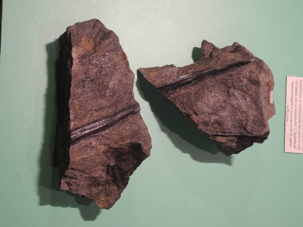 Esemplare fossile di Vegetale indeterminato - non identificato non identificato