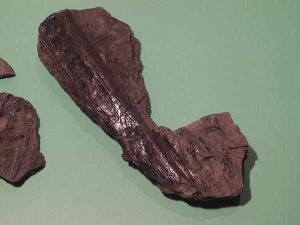 Esemplare fossile di Vegetale indeterminato - Calamites non identificata