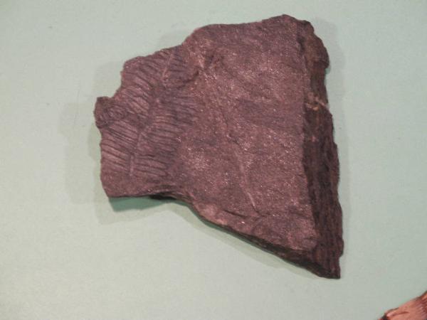 Esemplare fossile di Felce fossile - Alethopteris sp.