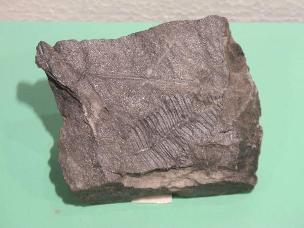 Esemplare fossile di Felce fossile - Alethopteris sp.