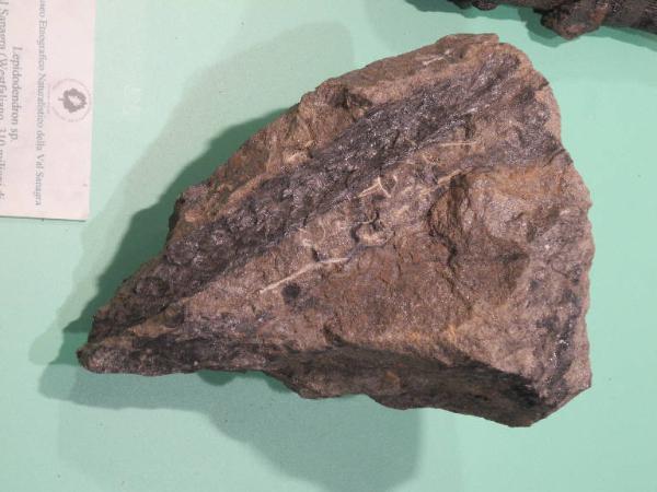 Fossil specimen of Lepidodendron - Lepidodendron unidentified