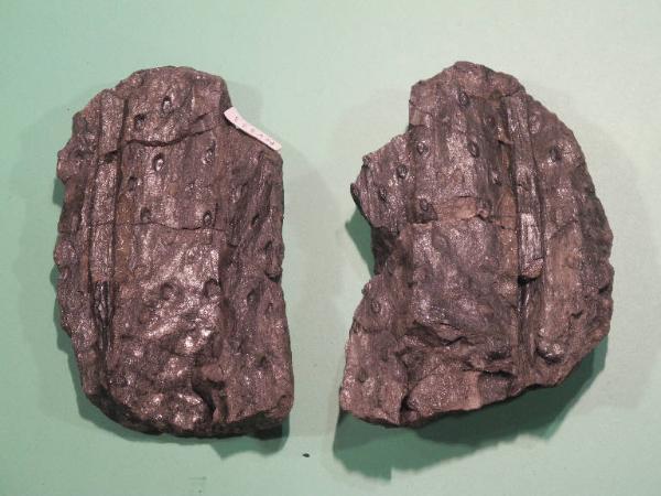 Esemplare fossile di Rizoma fossile (Stigmaria) - Stigmaria ficoides