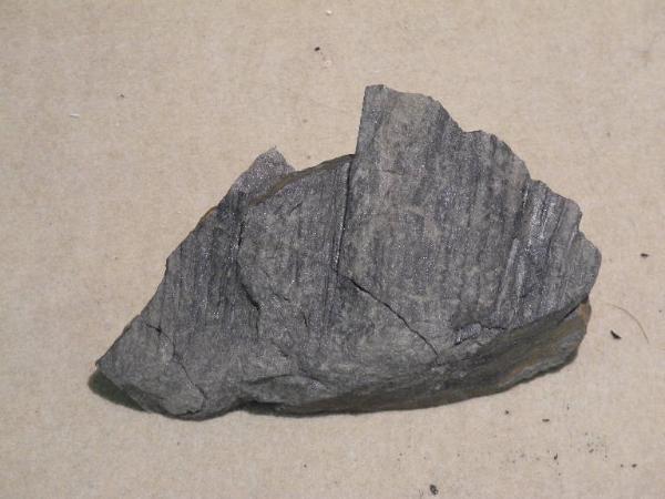 Esemplare fossile di Equiseto fossile - Sigillaria rugosa