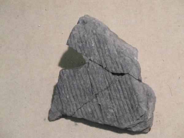 Esemplare fossile di Tronco di Sigillaria rugosa - Sigillaria rugosa