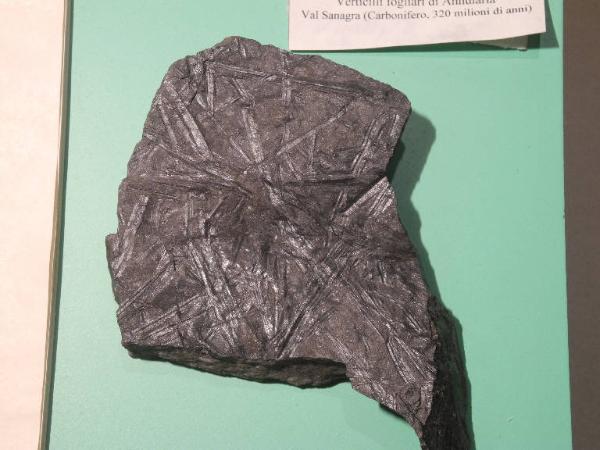 Esemplare fossile di Vegetali indeterminati - non identificato non identificato