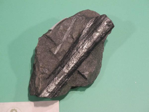 Esemplare fossile di Equiseto fossile - Calamites non identificata