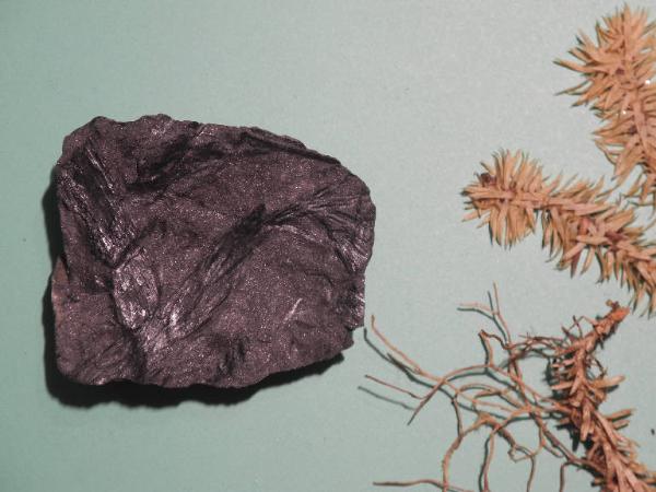 Esemplare fossile di Vegetale indeterminato - non identificato non identificato