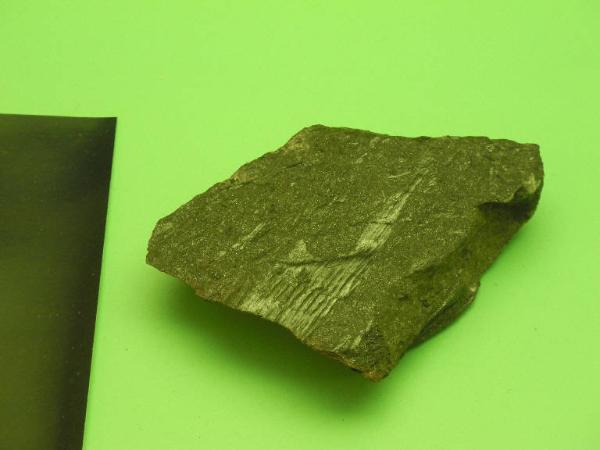Esemplare fossile di Equiseto fossile - Calamites non identificata