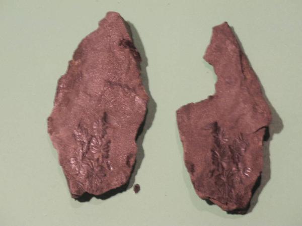 Esemplare fossile di Foglie di Annularia - Annularia non identificata
