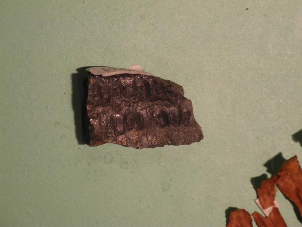 Esemplare fossile di Vegetale indeterminato - non identificato non identificato