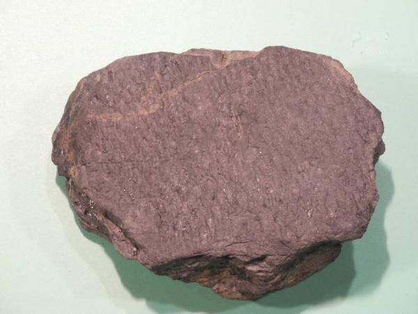 Fossil specimen of Lepidodendron - Lepidodendron unidentified